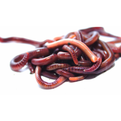 Merk [ 2 ] LASEBO HOLLANDSE LANDWORMEN CA. 20 ST