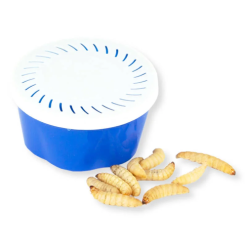 Merk [ 10 ] LASEBO WASMOTLARVEN CA. 30 STUKS