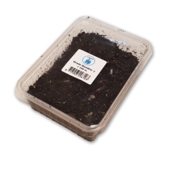 Merk [ 11 ] LASEBO WORMEN DENDROBAENA'S