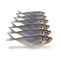 Merk [ 5 ] PREBAITS PREDATOR HORSMAKREEL 450 > 550 GRAM 18 > 23 CM 5 TOT 7 STUKS