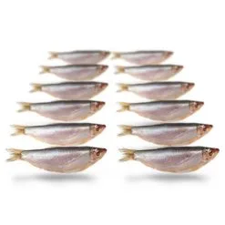 Merk [ 10 ] PREBAITS PREDATOR SPROT 200 > 250 GRAM 8 > 13 CM 10 TOT 18 STUKS