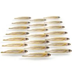 Merk [ 11 ] PREBAITS PREDATOR TURKSE SPIERING 175 GRAM 3 > 8 CM 25 > 30 STUKS