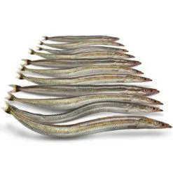 Merk [ 13 ] PREBAITS PREDATOR ZANDSPIERING 200 GRAM 13 > 18 CM 13 TOT 17 STUKS