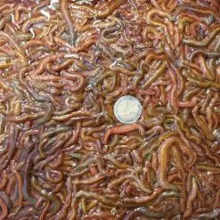 Merk [ 6 ] SLIKZAGERS P/50 GRAM