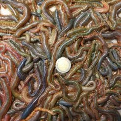 Merk [ 7 ] STEEKZAGERS KLEIN OF GROOT P/50 GRAM