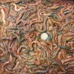 Merk [ 3 ] TOPSY BAITS KWEEKZAGERS P/50 GRAM